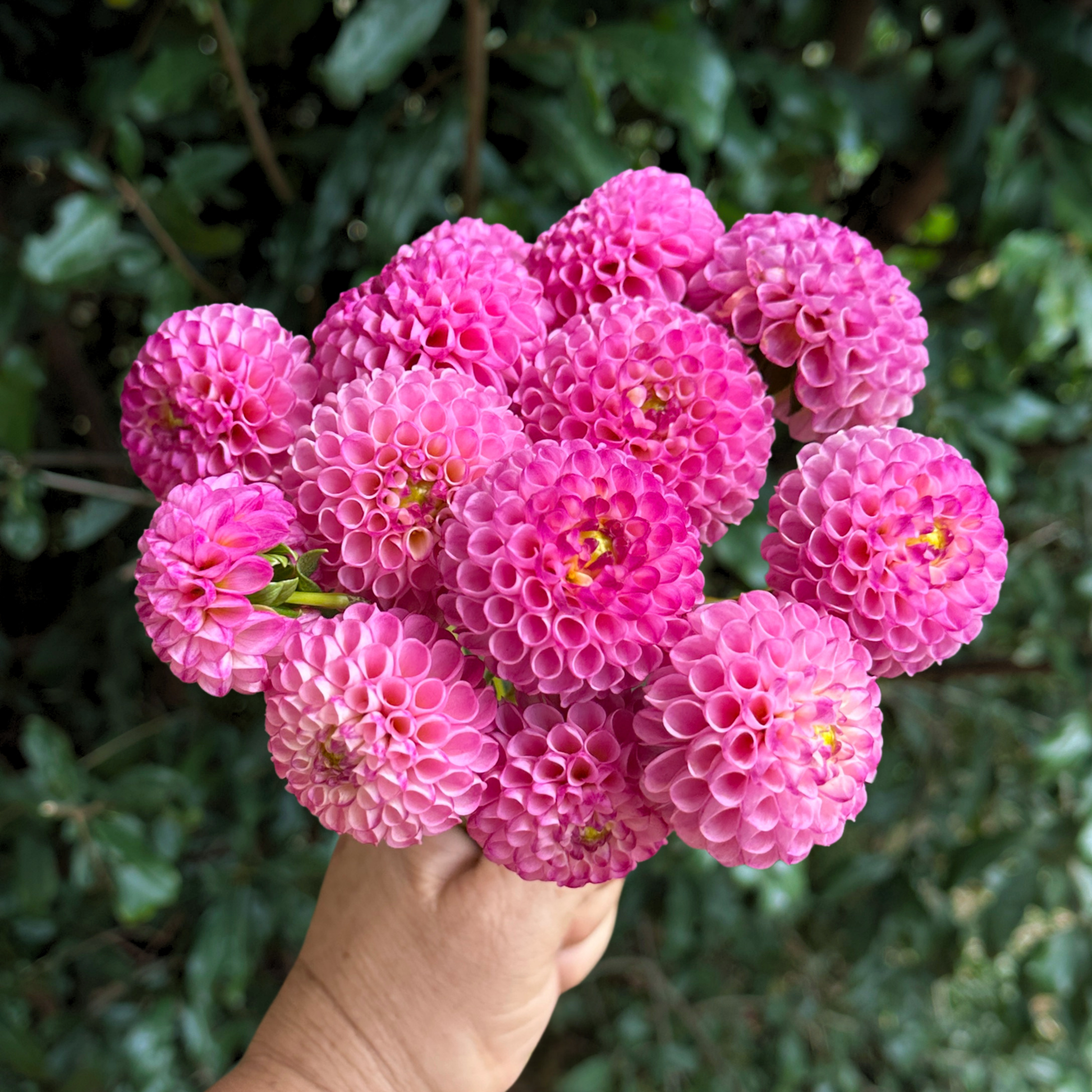 Zippity Do Da Dahlia Tuber | South Africa - Love Dahlias - south - africa - flower - bulbs