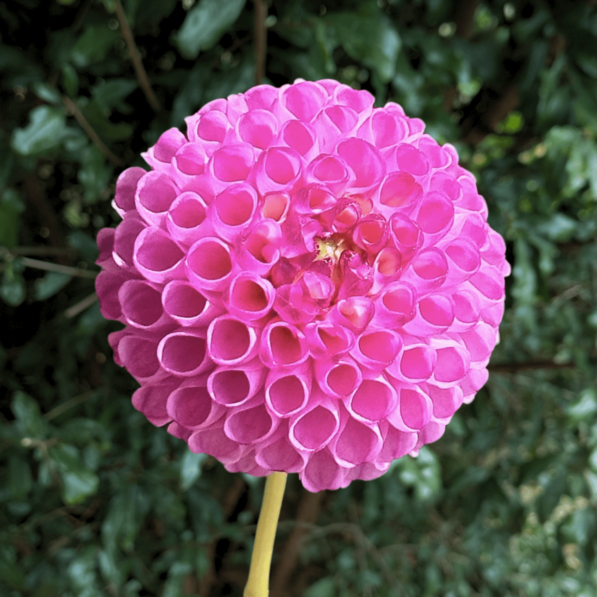 Zippity Do Da Dahlia Tuber | South Africa - Love Dahlias - south - africa - flower - bulbs