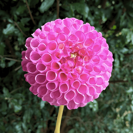 Zippity Do Da Dahlia Tuber | South Africa - Love Dahlias - south - africa - flower - bulbs